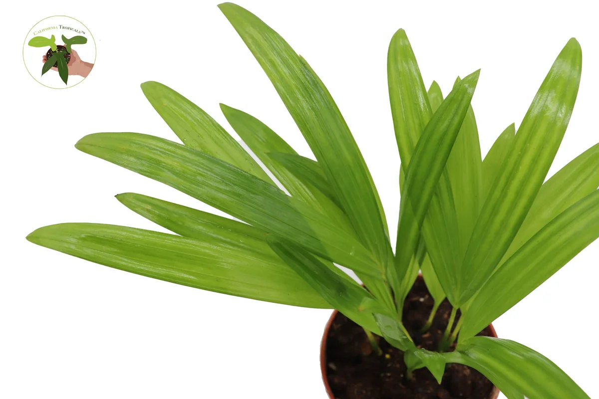 Areca Palm Live Plant - Golden Cane Palm - 4 inch Pot - Indoor Decor - Image 3