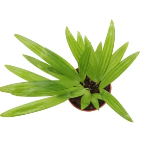 Areca Palm Live Plant - Golden Cane Palm - 4 inch Pot - Indoor Decor - Image 4