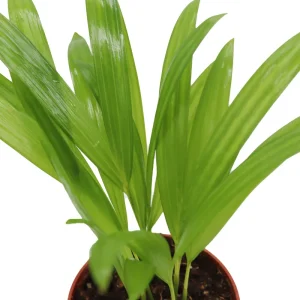 Areca Palm Live Plant - Golden Cane Palm - 4 inch Pot - Indoor Decor - Image 5