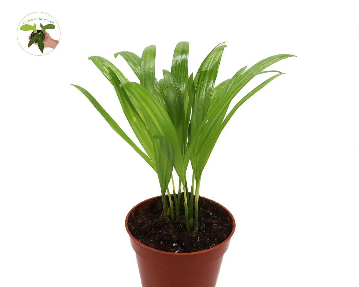 Areca Palm Live Plant - Golden Cane Palm - 4 inch Pot - Indoor Decor - Image 1
