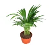Areca Palm Live Plant – Golden Cane Palm – 6 Inch Pot – Indoor - Image 1