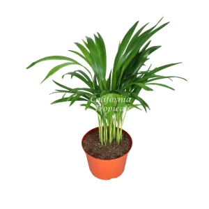 Areca Palm Live Plant – Golden Cane Palm – 6 Inch Pot – Indoor - Image 1