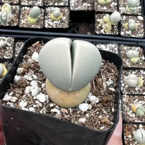 Argyroderma Testiculare Live Succulent Plant - 2 inch Pot - Image 2