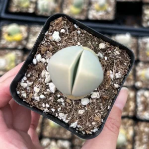 Argyroderma Testiculare Live Succulent Plant - 2 inch Pot - Image 3