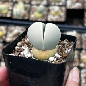 Argyroderma Testiculare Live Succulent Plant - 2 inch Pot - Image 1