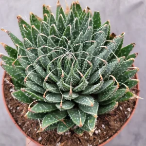 Aristaloe 'Lace Aloe' Succulent Plant - Live Potted Houseplant Indoor/Outdoor - Image 2