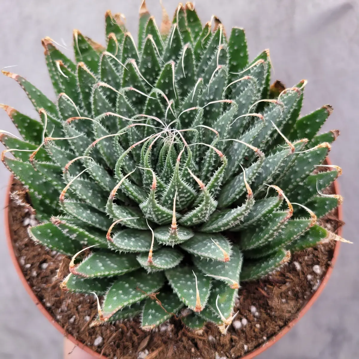 Aristaloe 'Lace Aloe' Succulent Plant - Live Potted Houseplant Indoor/Outdoor - Image 2
