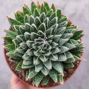 Aristaloe 'Lace Aloe' Succulent Plant - Live Potted Houseplant Indoor/Outdoor - Image 1