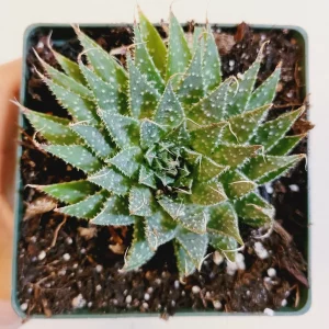 Aristaloe 'Lace Aloe' Succulent Plant - Live Potted Houseplant Indoor/Outdoor - Image 4