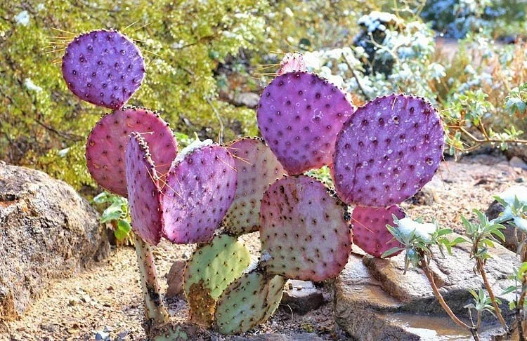 Arizona Purple Prickly Pear Cactus Seeds - Opuntia macrocentra - Rare Purple Cacti - Image 3