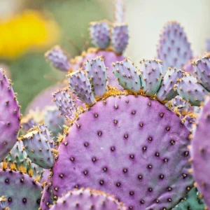 Arizona Purple Prickly Pear Cactus Seeds - Opuntia macrocentra - Rare Purple Cacti - Image 1