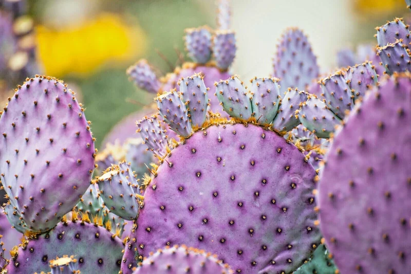 Arizona Purple Prickly Pear Cactus Seeds - Opuntia macrocentra - Rare Purple Cacti - Image 1