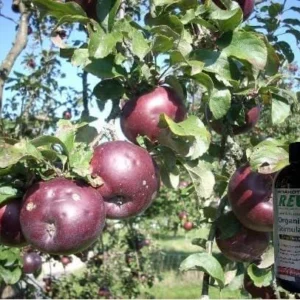 Arkansas Black Apple Tree Bare Root – 2-3 ft Tall – Heirloom Fruit Tree – Outdoor - Image 1
