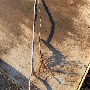 Arkansas Black Apple Tree Bare Root - 2-3 ft Tall - Heirloom Fruit Tree for Home Orchards - Image 4