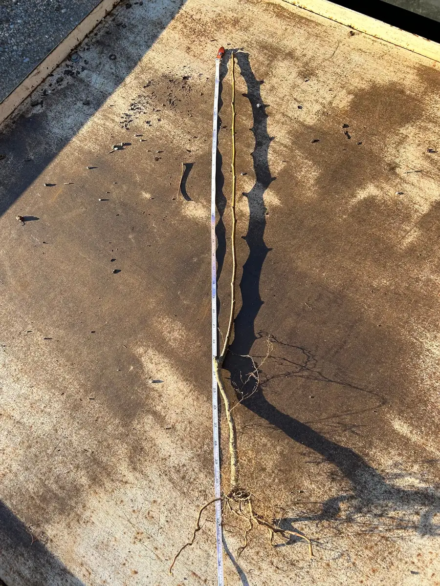 Arkansas Black Apple Tree Bare Root - 2-3 ft Tall - Heirloom Fruit Tree for Home Orchards - Image 5