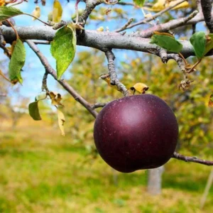 Arkansas Black Apple Tree Bare-Root - Grafted Fruit Tree for Sweet & Tart Apples - Image 2
