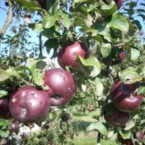 Arkansas Black Apple Tree - Live Bare Root Plant - 6-12