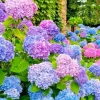 Arriba Reblooming Hydrangea Macrophylla Seeds - Fresh Harvested for Vibrant Blooms - Image 1