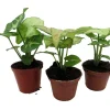 Arrowhead Plant Assortment - 3 Pack Live Syngonium Podophyllum in 2 inch Pots - Image 1