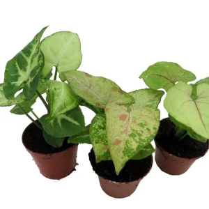 Arrowhead Plant Assortment - 3 Pack Live Syngonium Podophyllum in 2 inch Pots - Image 2