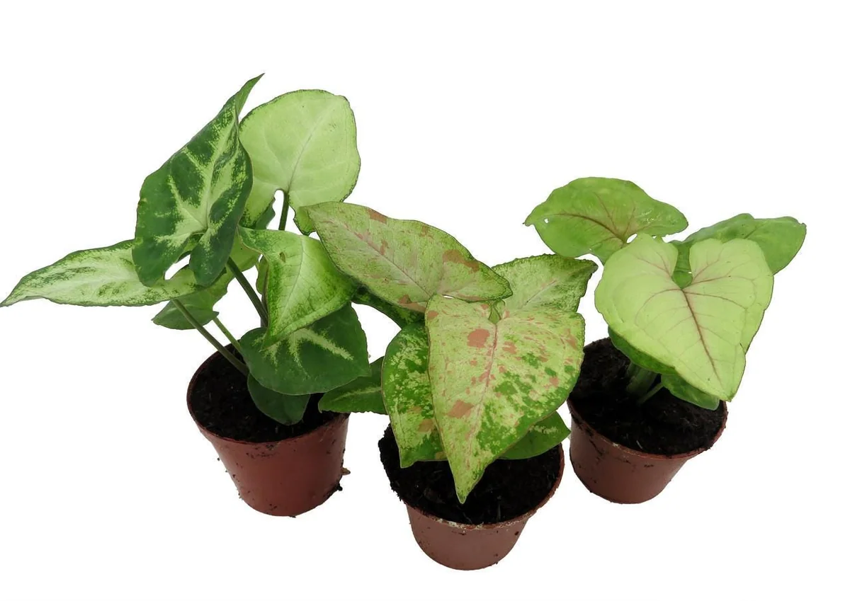 Arrowhead Plant Assortment - 3 Pack Live Syngonium Podophyllum in 2 inch Pots - Image 2