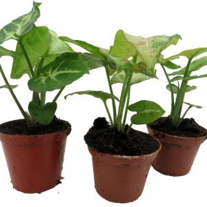 Arrowhead Plant Assortment - 3 Pack Live Syngonium Podophyllum in 2 inch Pots - Image 3