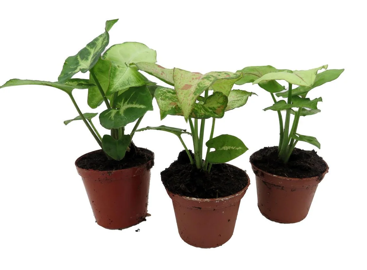 Arrowhead Plant Assortment - 3 Pack Live Syngonium Podophyllum in 2 inch Pots - Image 1