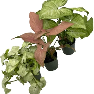Arrowhead Plant Assortment - 3 Pack Syngonium Podophyllum Live Plants in 4