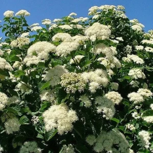 Arrowwood Viburnum Bare Root Plant - Native Shrub 2-Pack - Outdoor Garden - Image 1