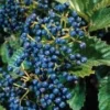 Arrowwood Viburnum Dentatum Live Plant – 4 inch Pot – Outdoor Shrub - Image 1