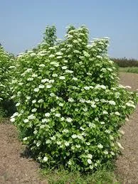 Arrowwood Viburnum Dentatum Live Plant – 4 inch Pot – Outdoor Shrub - Image 2