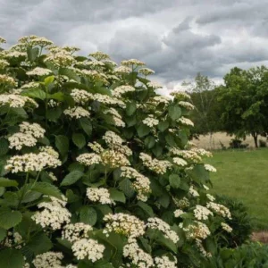 Arrowwood Viburnum Dentatum Live Plant – 4 inch Pot – Outdoor Shrub - Image 3