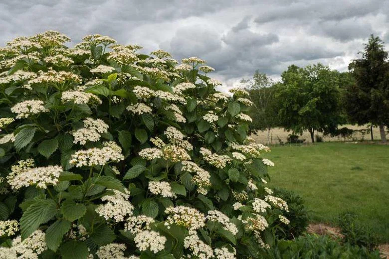 Arrowwood Viburnum Dentatum Live Plant – 4 inch Pot – Outdoor Shrub - Image 3