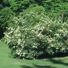 Arrowwood Viburnum Live Shrub Plant - 8-12+ Inches Tall - Set of 2 Outdoor Bushes - Image 1