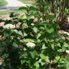 Arrowwood Viburnum Shrub - Glitters & Glows® Live Plant - 4 inch Pot - Outdoor - Image 1