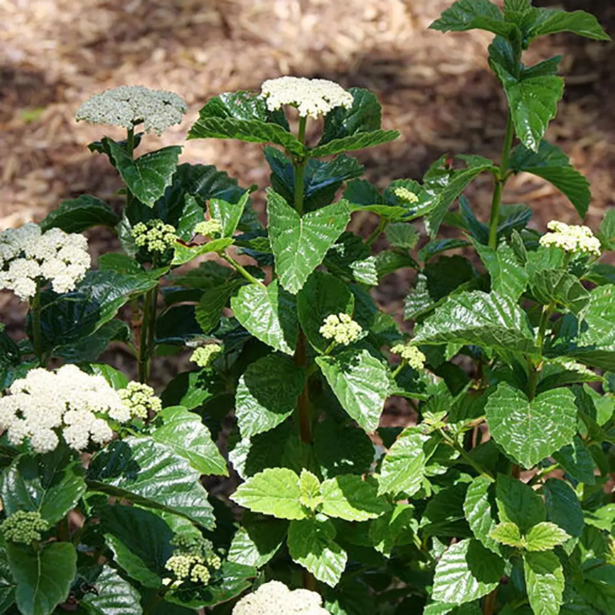 Arrowwood Viburnum Shrub - Glitters & Glows® Live Plant - 4 inch Pot - Outdoor - Image 2