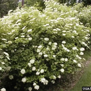 Arrowwood Viburnum Shrub Live Plant 8-12+ Inches Tall - Outdoor Flowering Bush - Image 2