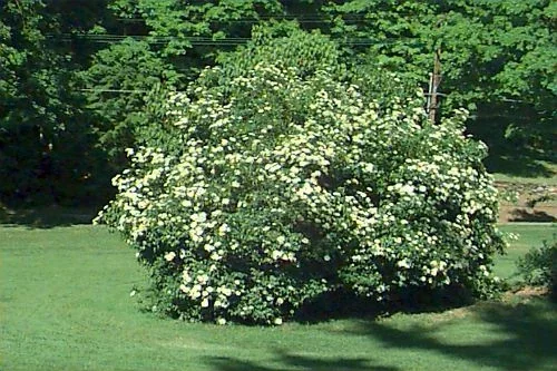 Arrowwood Viburnum Shrub Live Plant 8-12+ Inches Tall - Outdoor Flowering Bush - Image 1