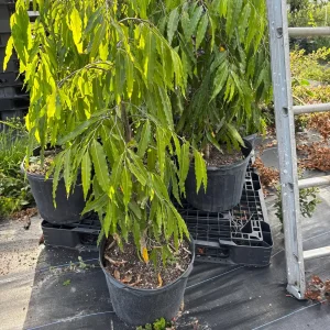 Ashoka Tree Live Plant - Polyalthia longifolia - 30