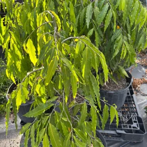 Ashoka Tree Live Plant - Polyalthia longifolia - 30