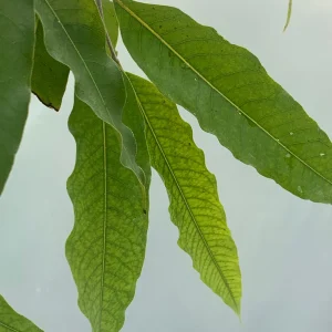 Ashoka Tree Live Plant - Polyalthia longifolia - 30