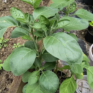 Ashwagandha Live Plant - Indian Ginseng Herb, Rare Heirloom - Image 2