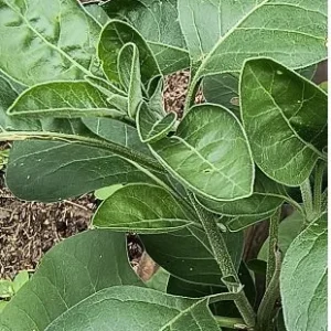 Ashwagandha Live Plant - Indian Ginseng Herb, Rare Heirloom - Image 1