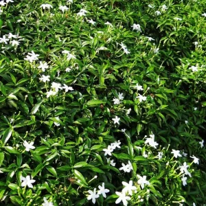 Asian Jasmine Live Plant – 4 Inch Pot – Evergreen Groundcover Vine - Image 1