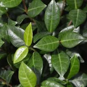 Asian Jasmine Live Plant – 4 Inch Pot – Evergreen Groundcover Vine - Image 2