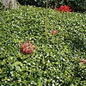 Asian Jasmine Live Plant – 4 Inch Pot – Evergreen Groundcover Vine - Image 3