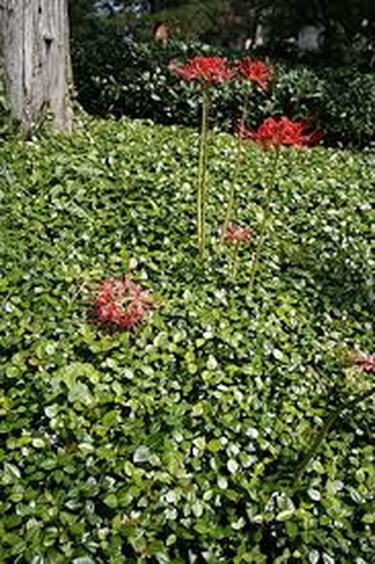 Asian Jasmine Live Plant – 4 Inch Pot – Evergreen Groundcover Vine - Image 3