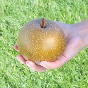 Asian Pear Grafted Tree Live Plant - 3 Gallon, 3-4 Feet Tall, Outdoor Fruit - Image 2