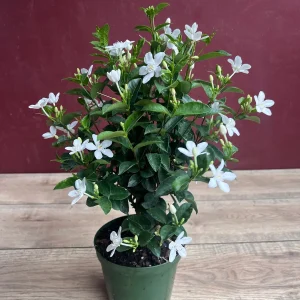 Asian Snow Jasmine Live Plant in 6