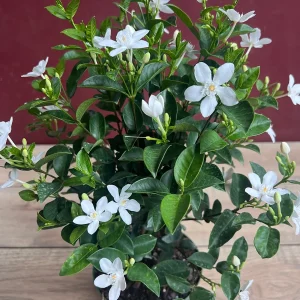 Asian Snow Jasmine Live Plant in 6
